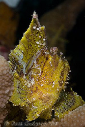 Leaf Scorpionfish.  Wakatobi, SE Sulawesi.  Canon 40D & C... by Ross Gudgeon 